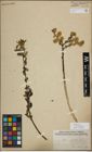 Foto von Salix myrsinifolia Salisb.